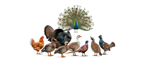 ფრინველები