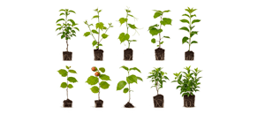 ნერგები