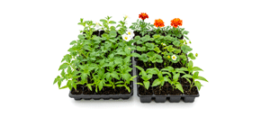 ჩითილები