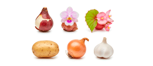 ბოლქვები და ტუბერები